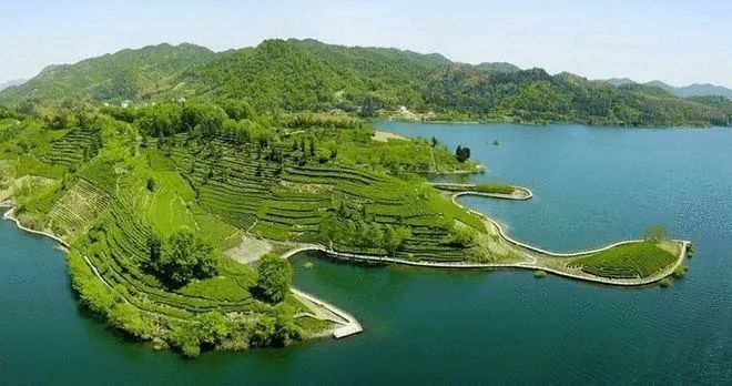 金寨散养土鸡场