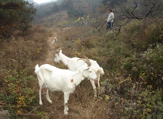 金寨放养山羊