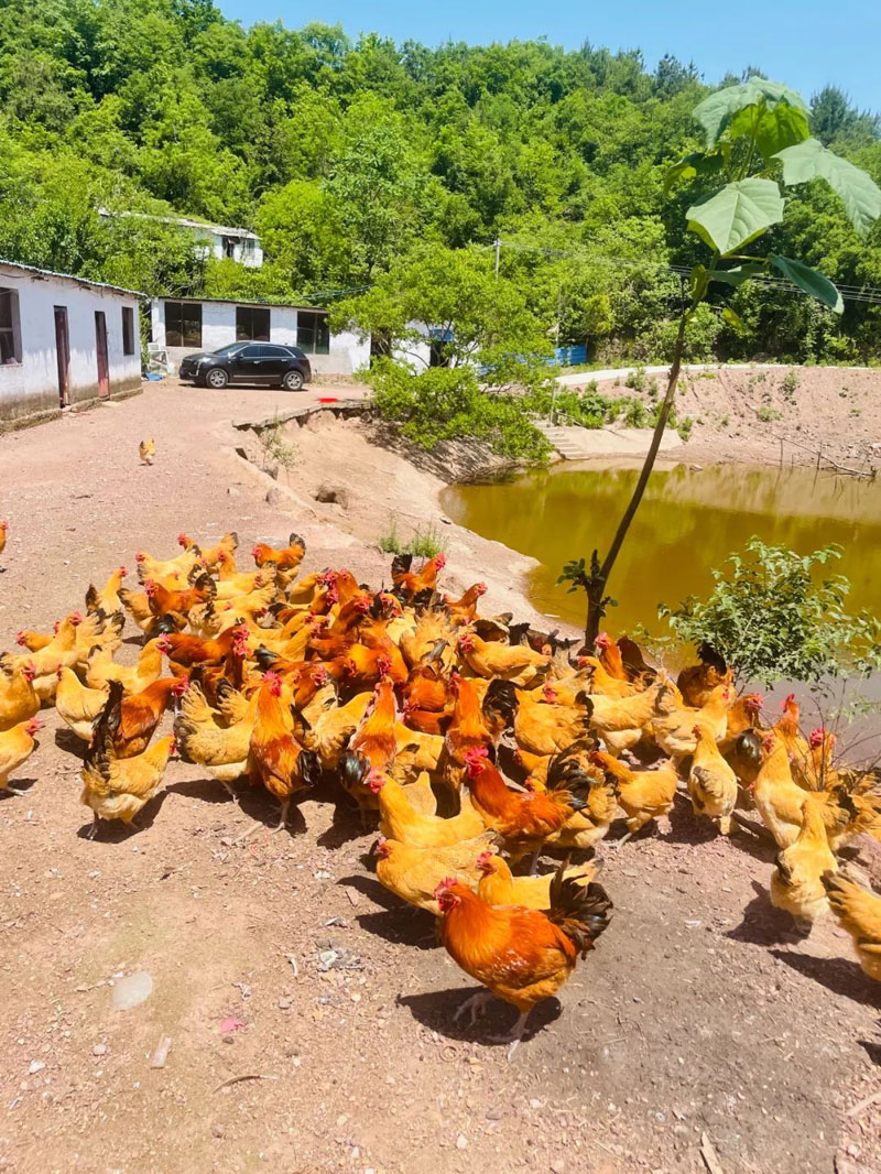 土鸡养殖场一角