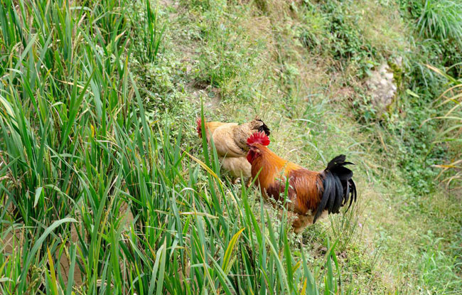 金寨散养鸡
