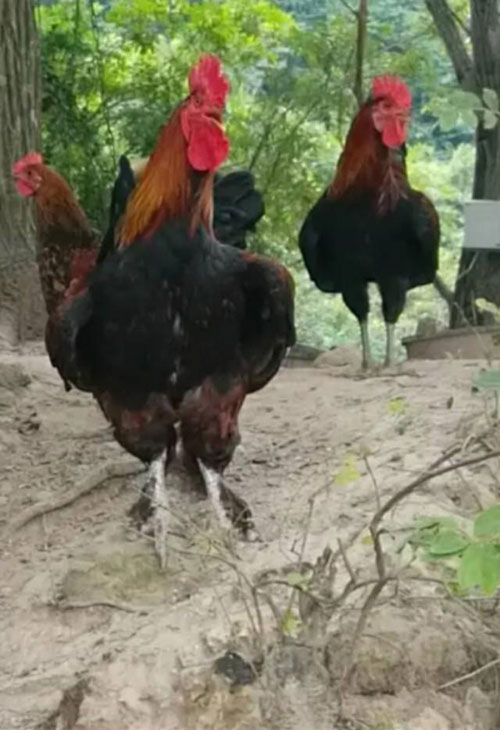金寨散养土鸡